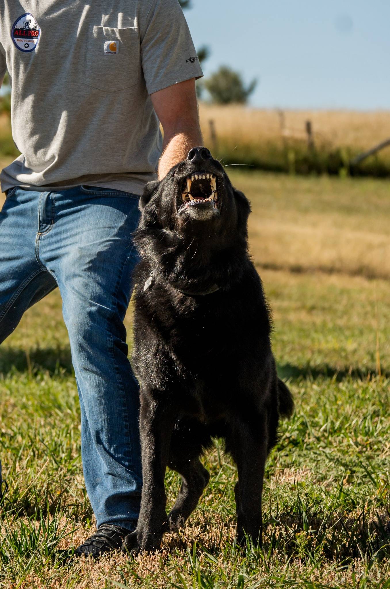 Protection Dog Training training image 1